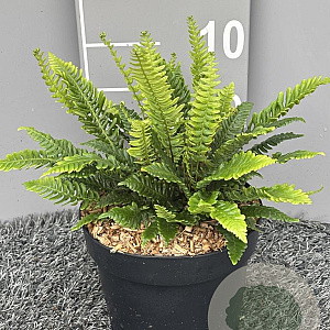 Blechnum spicant GM 2,0L