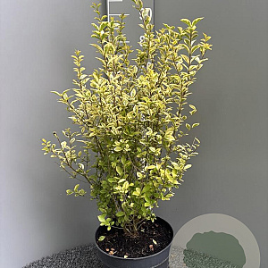 Ligustrum oval. 'Aureum' 60-80 cm 10L