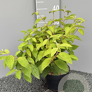 Viburnum plic. 'Mariesii' 30-35 cm 3,0L