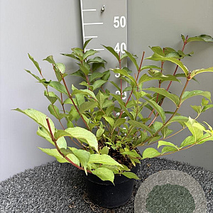 Weigela florida 'Pink Princess' 40-60 cm 5,0L