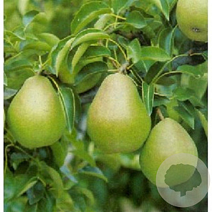 Pyrus c. 'Doyenné du Comice' 10-12 HA container