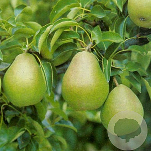 Pyrus c. 'Doyenné du Comice' 10-12 HA container