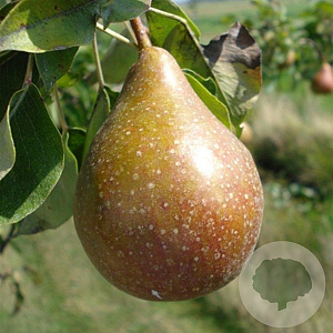 Pyrus c. 'Gieser Wildeman' 10-12 HA container
