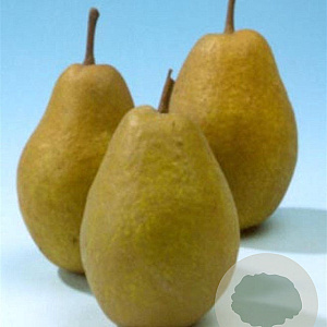 Pyrus c. 'Winterrietpeer' 10-12 HA container