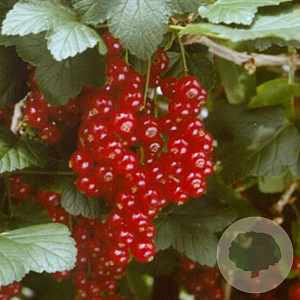 Ribes r. 'Jonkheer van Tets' 60-70 cm 2,0L