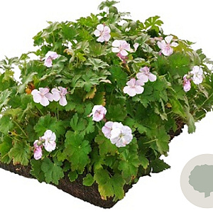 Geranium cant. 'Biokovo' Covergreen