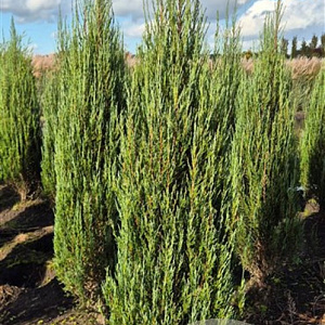 Juniperus s. 'Blue Arrow' 150-175 cm met kluit extra