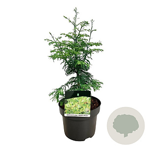 Metasequoia gl. 'Hamlet's Broom' 100-125 cm cont. 55L extra