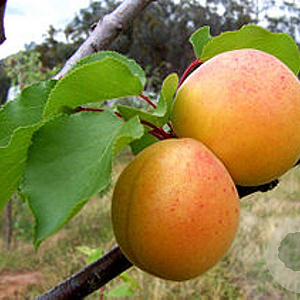 Prunus ar. 'Tros Oranje' 10-12 HA container
