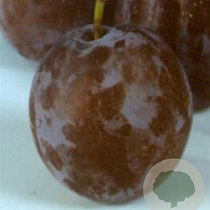 Prunus d. 'Bleue de Belgique' 10-12 HA container