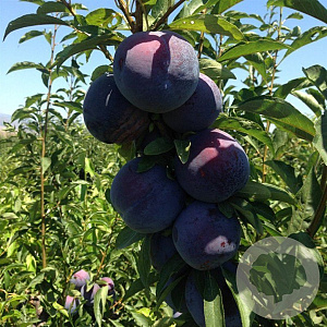 Prunus d. 'Tracy Sun' GM container leivorm oude struik