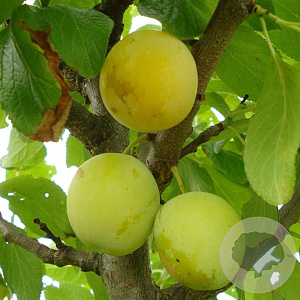 Prunus d. 'Washington' 10-12 HA container