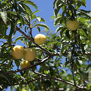 Prunus d. 'Washington' 10-12 HA container