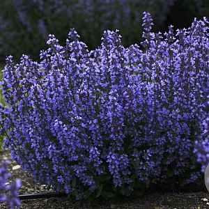 Nepeta 'Cat's Pajamas' GM P9