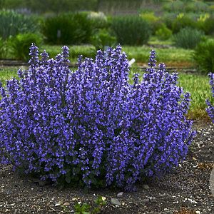 Nepeta 'Cat's Pajamas' GM P9