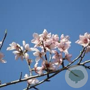 Prunus d. 'Robijn' 8-10 HA container