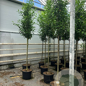 Prunus l. 'Caucasica' 14-16 HO container