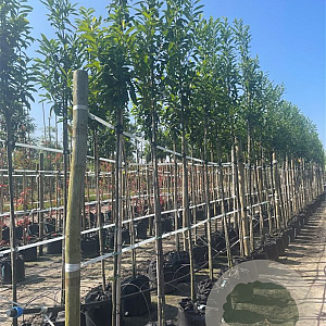 Prunus l. 'Caucasica' 14-16 HO container