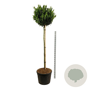 Prunus l. 'Otto Luyken' 180 cm stam cont. 130L extra