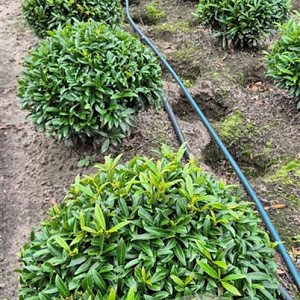 Prunus l. Sofia 40-45 cm met kluit bol