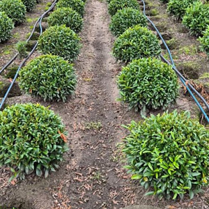 Prunus l. Sofia 40-45 cm met kluit bol