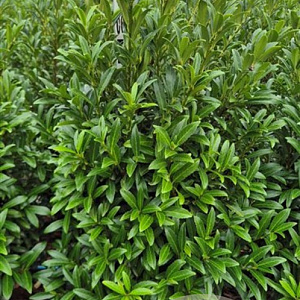 Prunus l. Sofia 60-80 cm met kluit