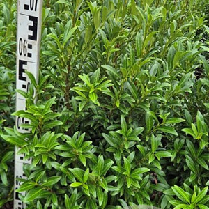 Prunus l. Sofia 60-80 cm met kluit