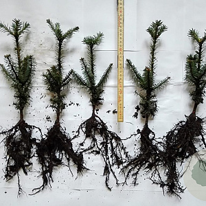 Abies fraseri 20-30 cm wortelgoed 2/2