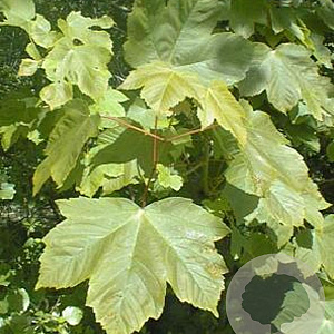 Acer pseudoplatanus 60-100 cm wortelgoed 1/1
