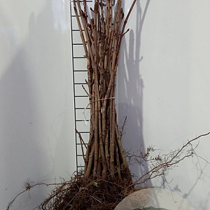 Aesculus hippocastanum 60-80 cm wortelgoed 1/2
