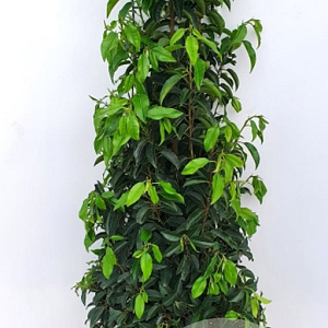 Prunus lusitanica 'Angustifolia' 80-100 cm met kluit extra