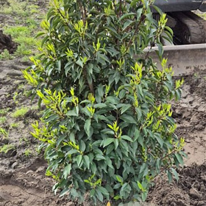 Prunus lusitanica 'Angustifolia' 100-125 cm met kluit extra