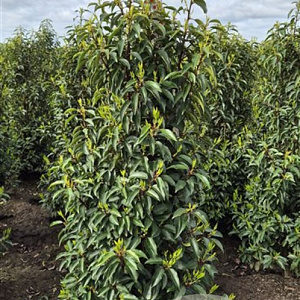 Prunus lusitanica 'Angustifolia' 140-160 cm met kluit extra