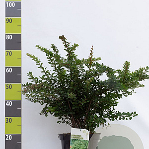 Berberis thunbergii 40-60 cm 7,5L