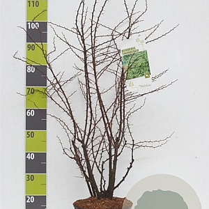 Berberis thunbergii 40-60 cm 7,5L
