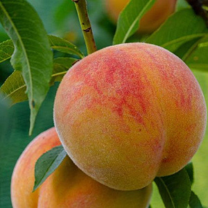 Prunus persica 'Saturn' 10-12 HO container
