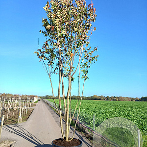 Prunus ser. 'Kanzan' 300-350 cm container meerstammig