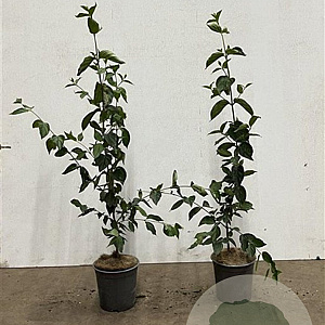 Cornus mas 60-80 cm 2,5L