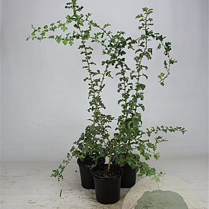 Crataegus monogyna 60-100 cm 2,5L