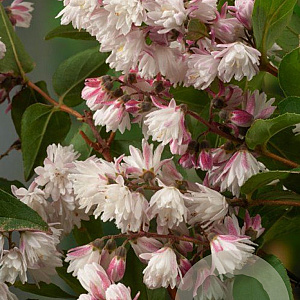 Deutzia rosea 40-60 cm wortelgoed 0/1/1 2-3 tak