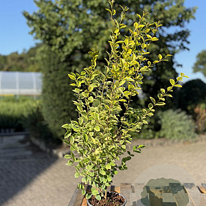Ligustrum oval. 'Aureum' 40-60 cm 2,5L