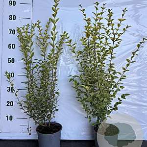Ligustrum oval. 'Aureum' 40-60 cm 2,5L