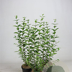Ligustrum ovalifolium 60-80 cm 2,5L