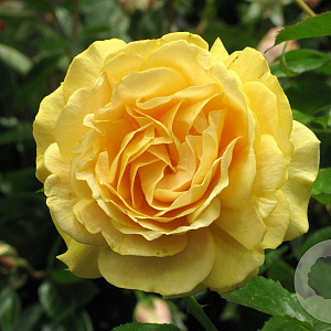 Rosa (F) Absolutely Fabulous 90 cm 7,5L