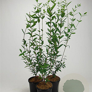 Ligustrum vulg. 'Atrovirens' 40-60 cm 2,5L