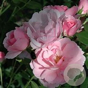 Rosa (H) Bonica 82 90 cm 7,5L