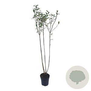 Ligustrum vulgare 80-100 cm 2,5L