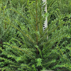 Taxus baccata 60-80 cm met kluit extra