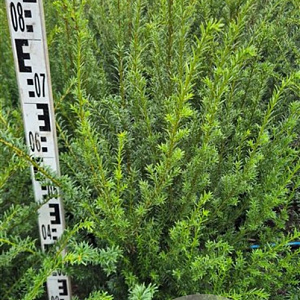 Taxus baccata 60-80 cm met kluit extra