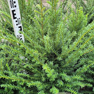 Taxus baccata 60-80 cm met kluit extra